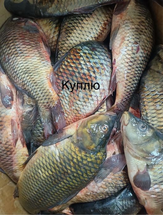 Рыба речная и озерная