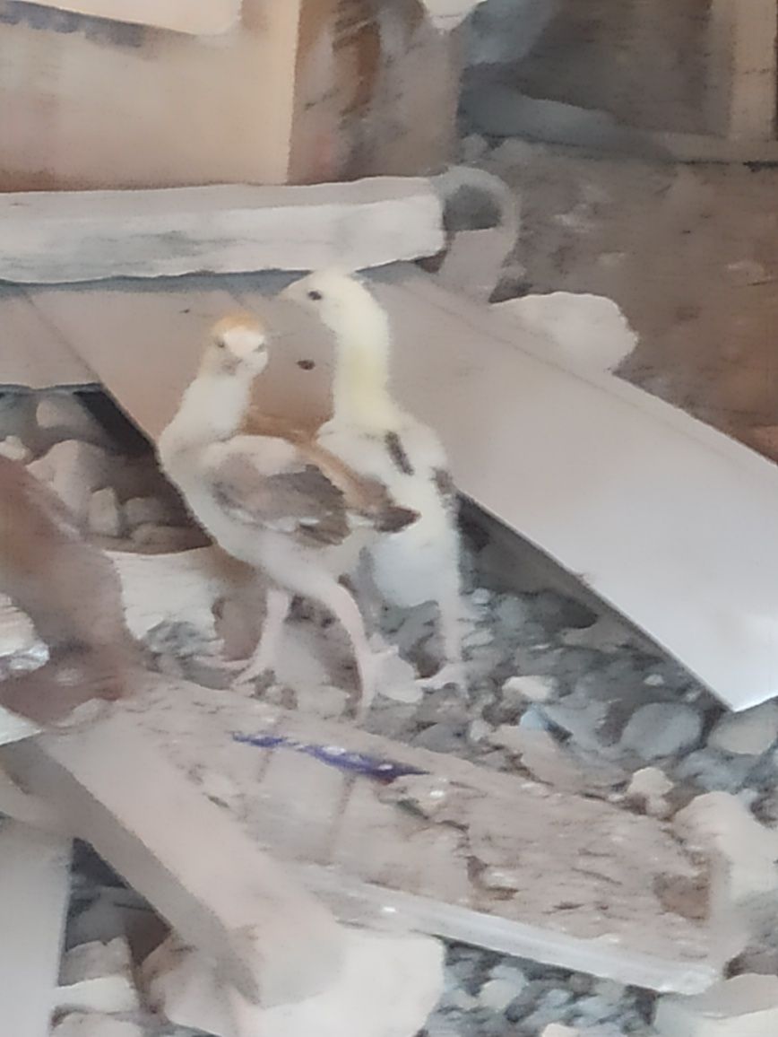 Bedana va dakan jujalar sotiladi
