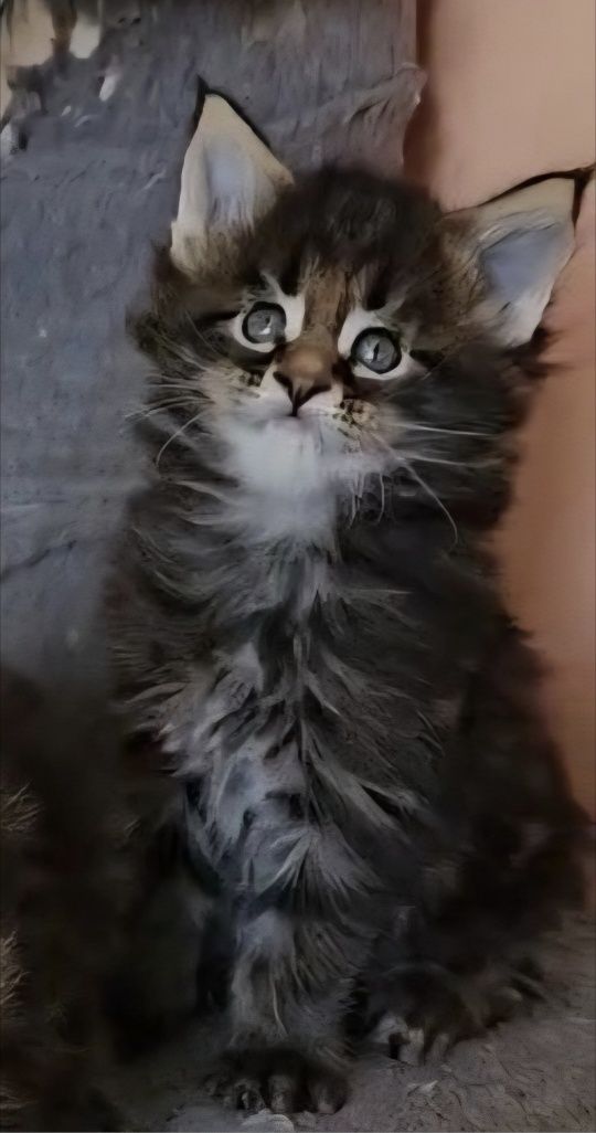 Уникални котенца мейн кун