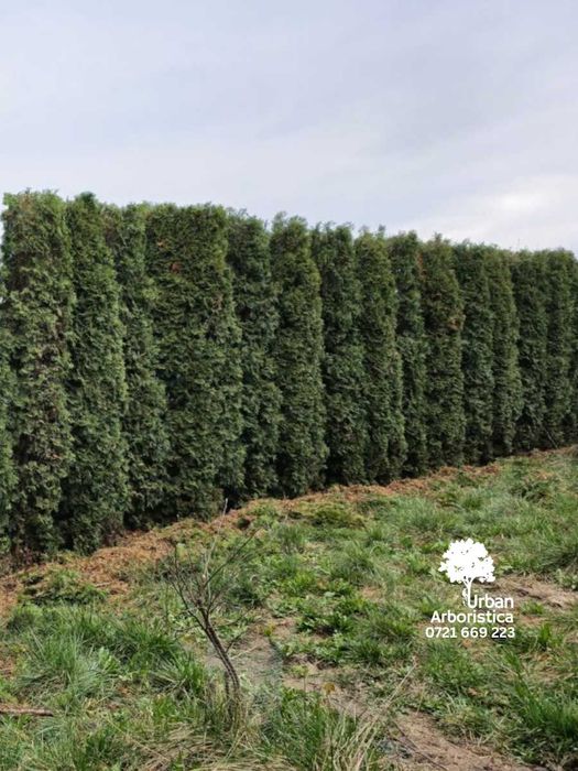 Defrișare Teren Cosit Livada Gradină Curte - Tuns Gard Viu Alba Iulia