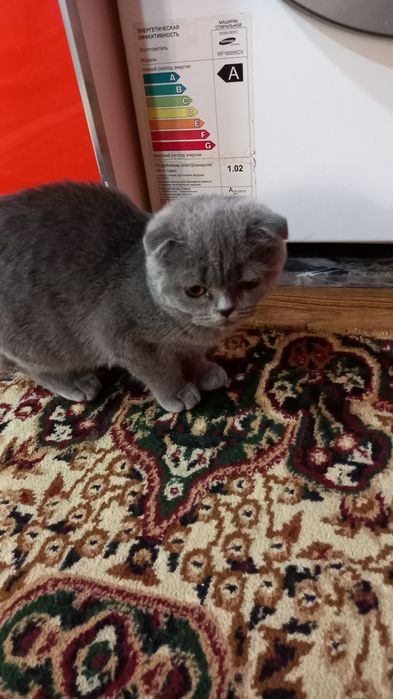 Британская кошка