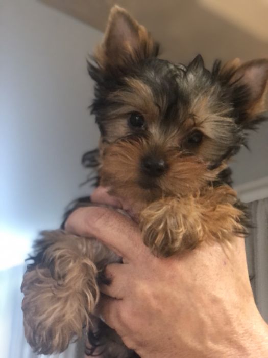 Кученца йоркширски териер