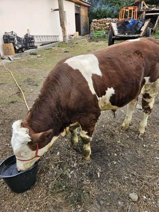 Vând un taur de rasă