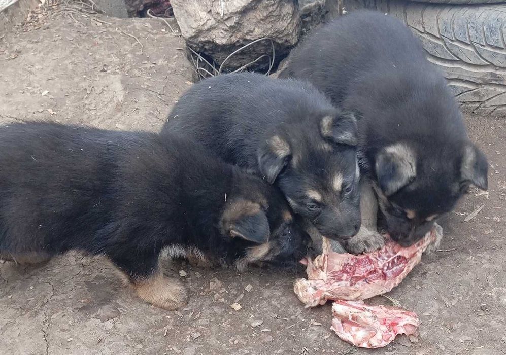 Чехословашки вълчак източно-европейска овчарка