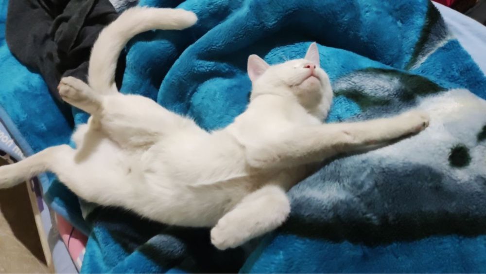 Котенок белый !!