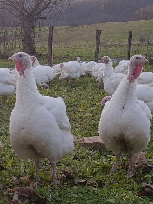Vând curci și curcani albi