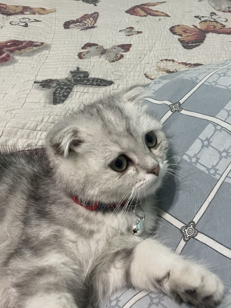Продаётся кошка Шотландская вислоухая кошка