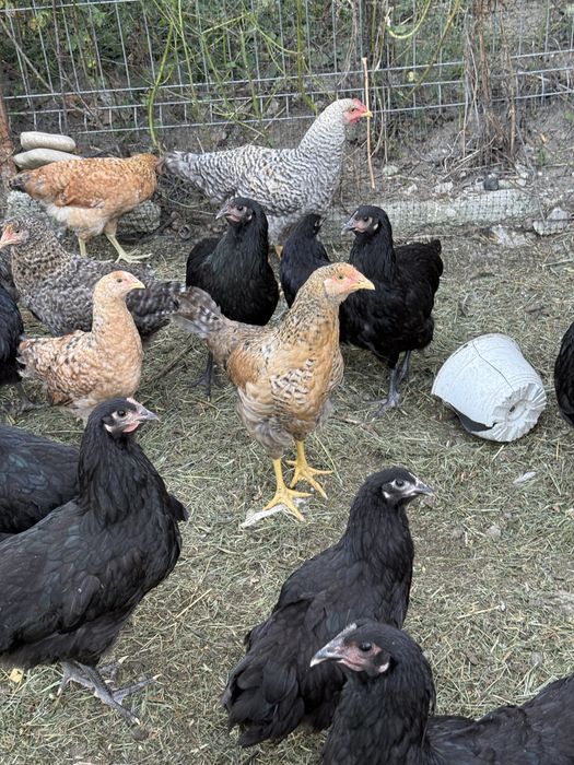 Schimb găini rațe mute și românești cu gâște sau curci inclusiv pui