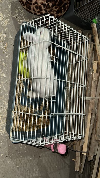 Продаются кролики породы барашек .