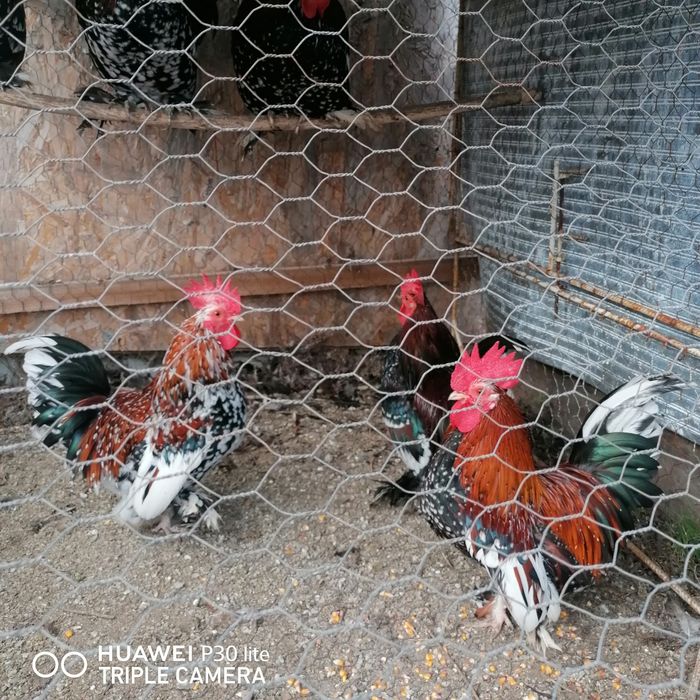 Gainuse și cocoșei pitici