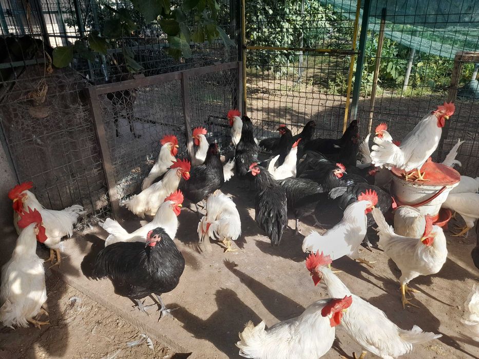 Vand cocosi leghorn si australorp 2025