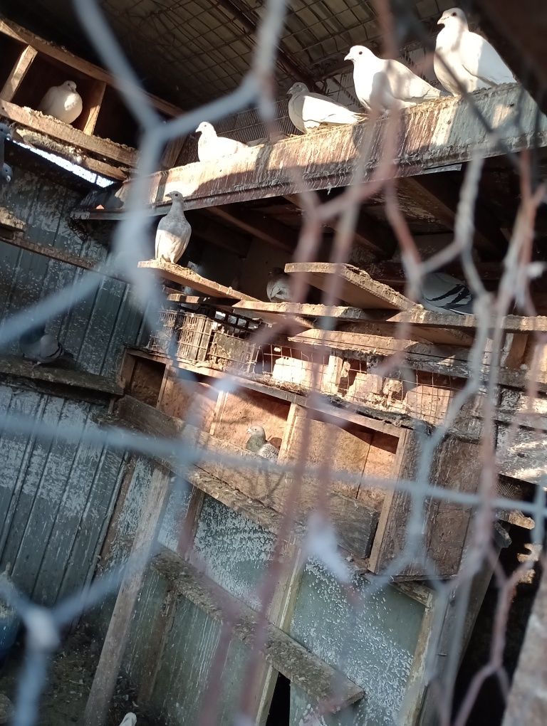 Iepuri de Vânzare din Tuzla