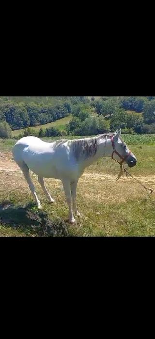 Cal-varsta 10 Ani -blând