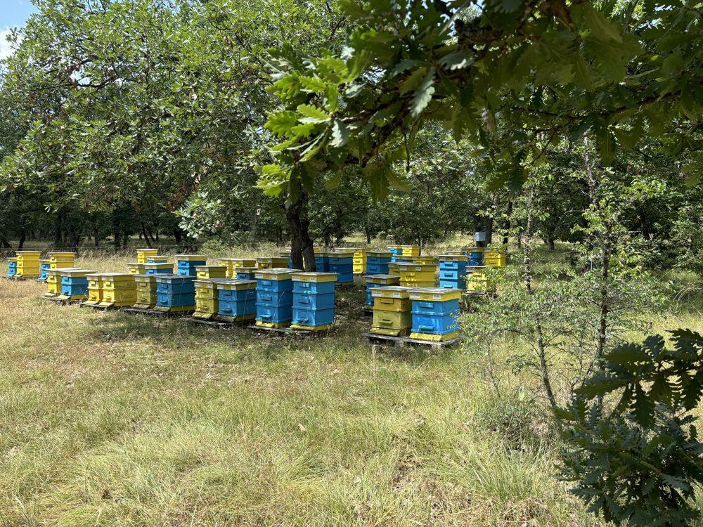 Био пчелен мед