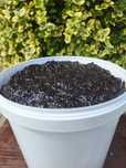 Magiun de prune de vânzare