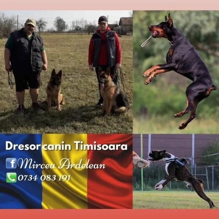 Dresor caini Timisoara