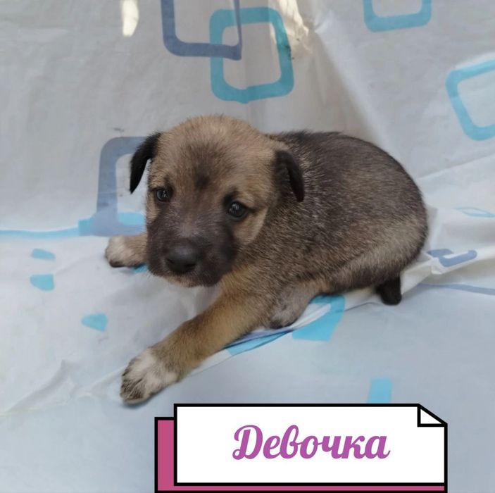 Отдам даром щенят