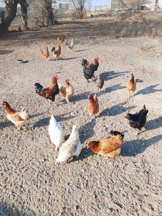 Продам куры и петухов