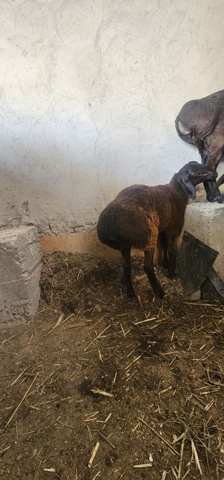 Urgochi qozi sotiladi