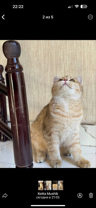 Продается чистокровная Бритаская шиншилла девочка 5 месечная