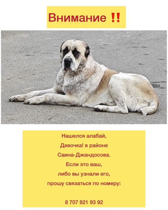 Нашелся потерянный алабай