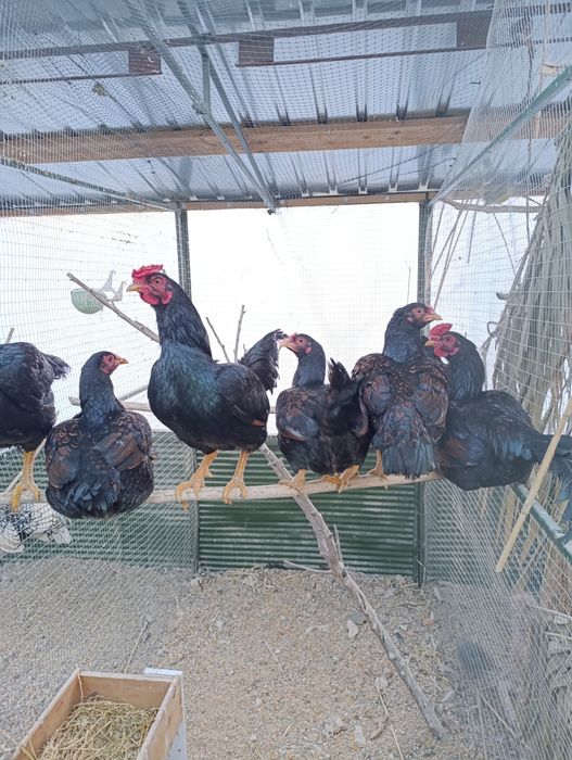 Vând familiei combatant indian pitic 2+1