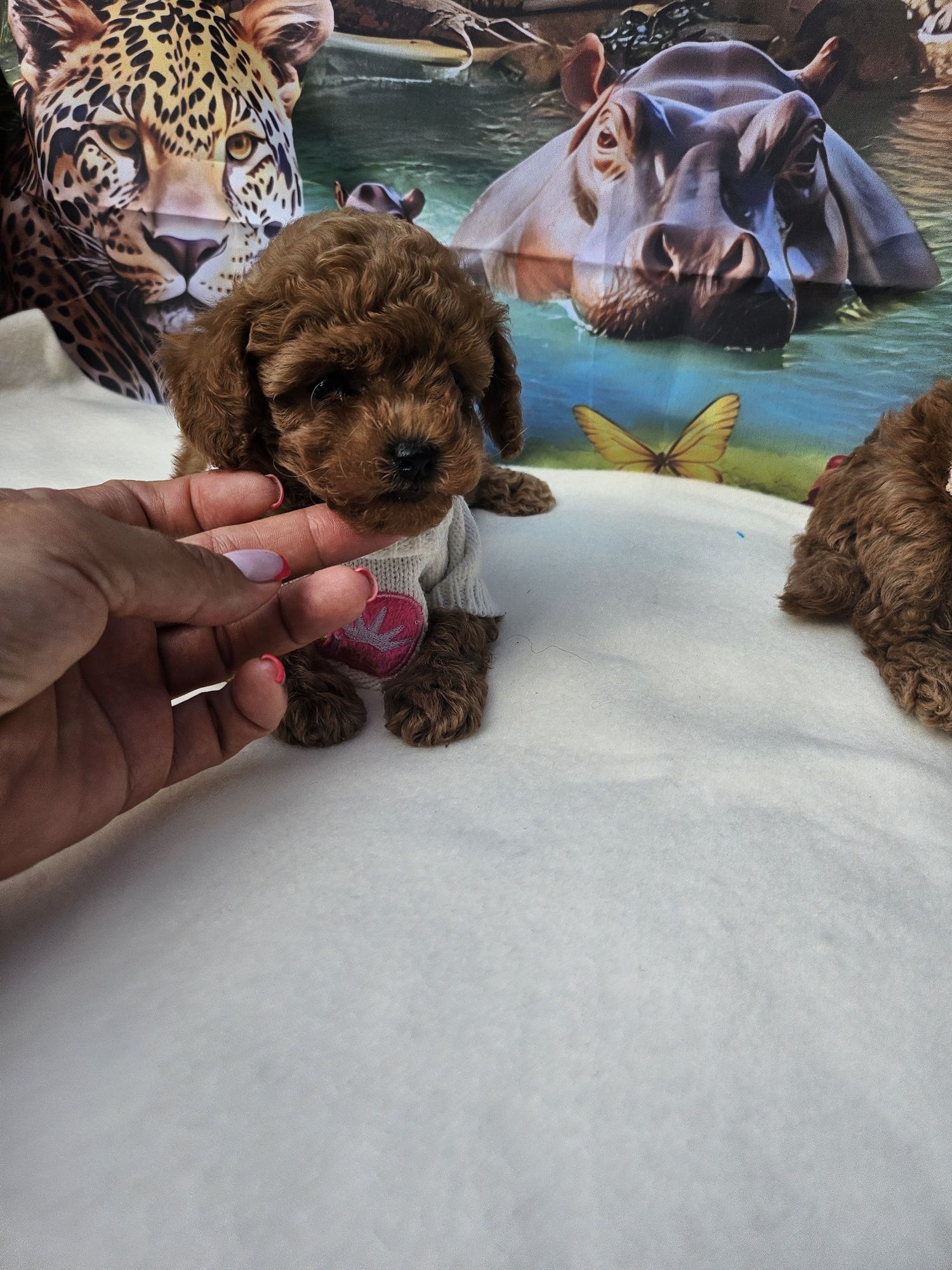 Той пудел / Poodle toy/ с документ за произход