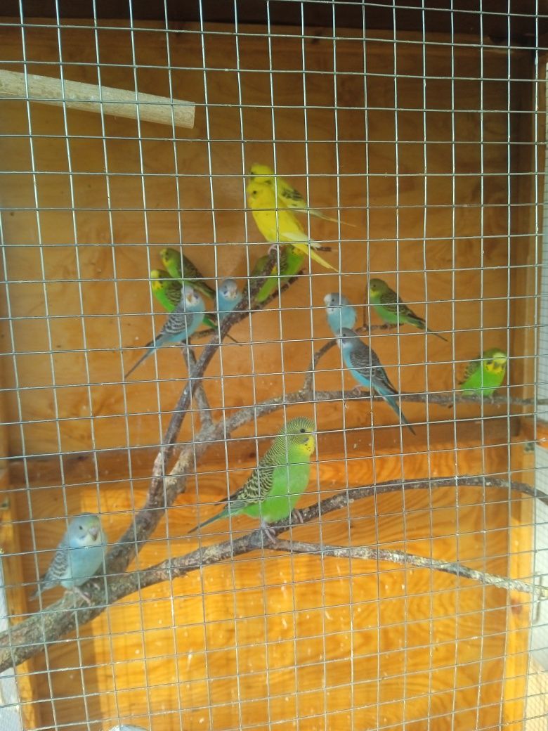попугайчики волнистые
