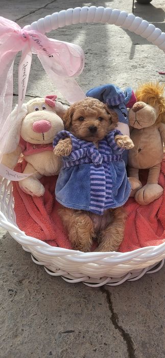 МАЛЬТИПУ Ф_1 только Девочки