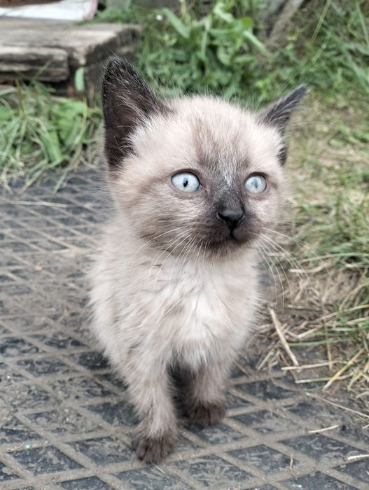 Отдам в добрые, ласковые, любящие руки котят.