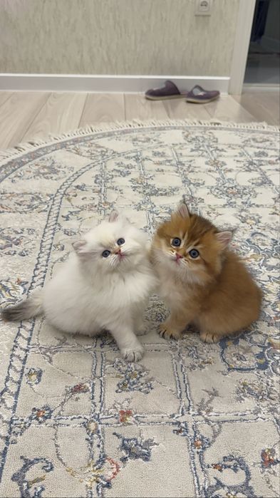 На продаже колорная шиншилла ny1133