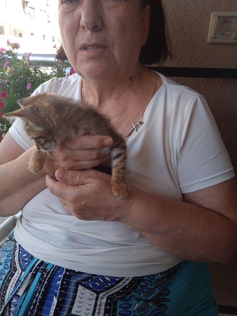 Подарявам малко котенце с паспорт.