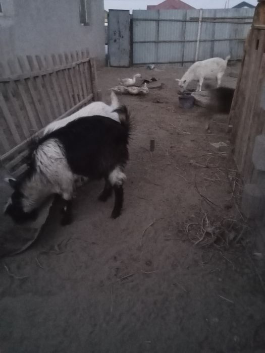 Занен алпи ешкилер