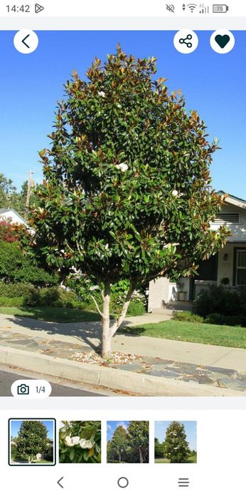 Magnolia Grandiflora (Veșnic Verde )