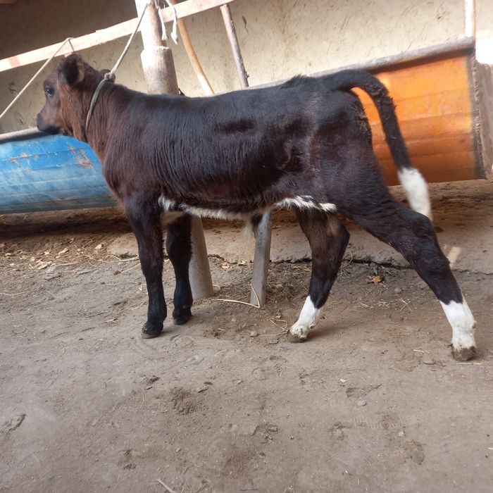 Ona bola sigir sotiladi