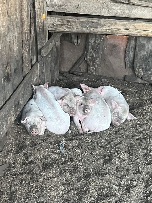 Продам крупных поросят