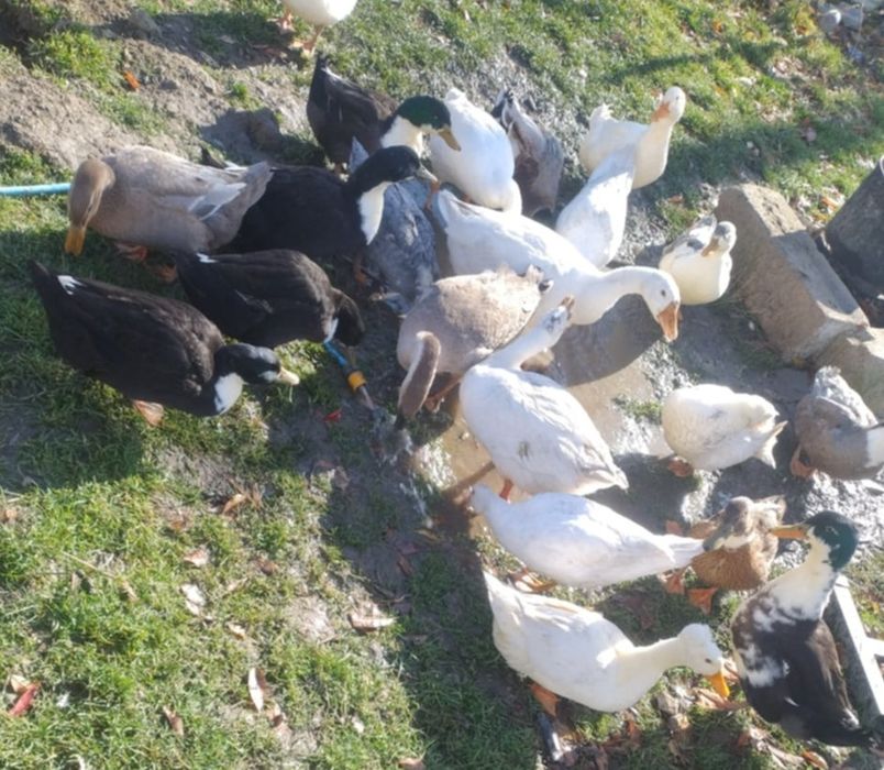 Vand Rațe și Gâște