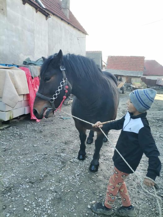 Iapa de 4 ani de vinzare garantata de ham pret 180 de milioane negocia