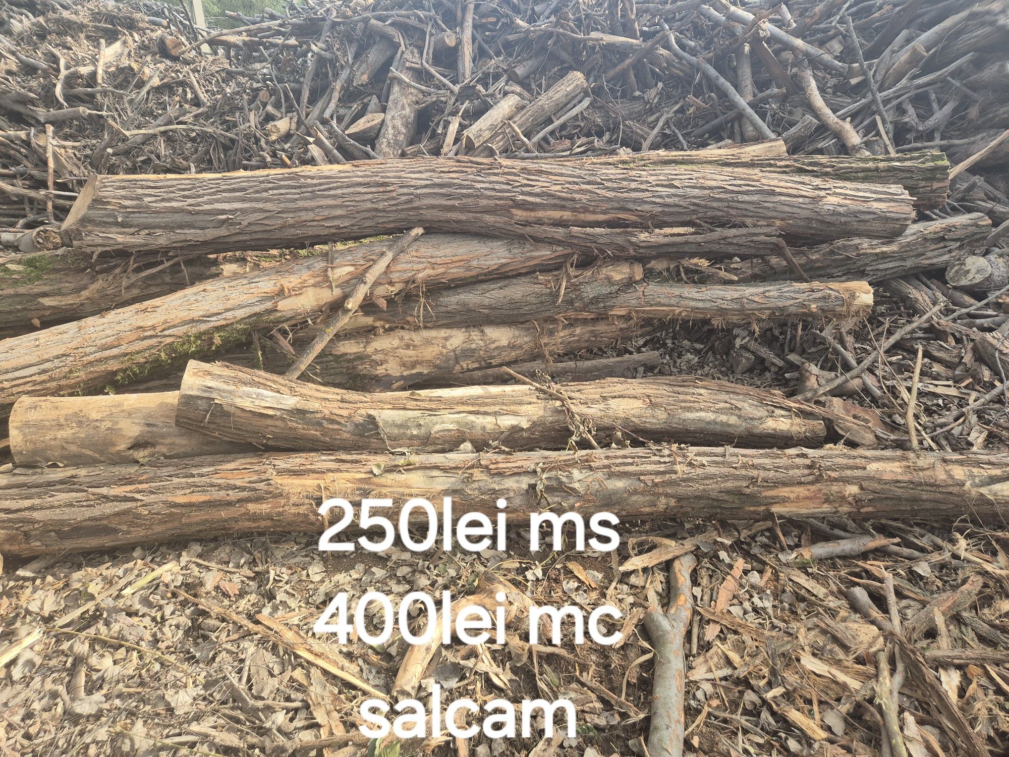 Fag stejar salcam