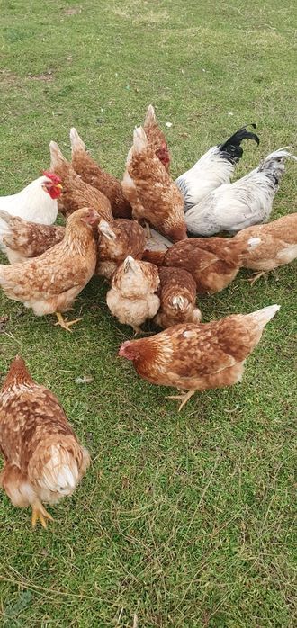 Продам несушки ЛОМАН БРАУН 5,5-6 мес. молодняк