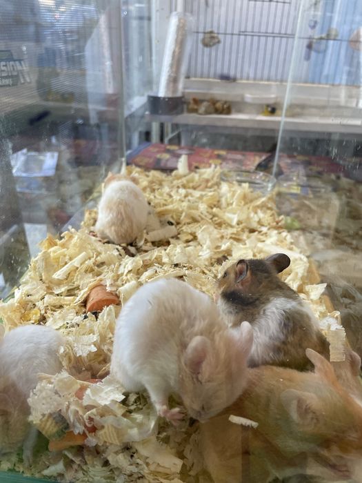 Продавам Хамстери и морски свинчета