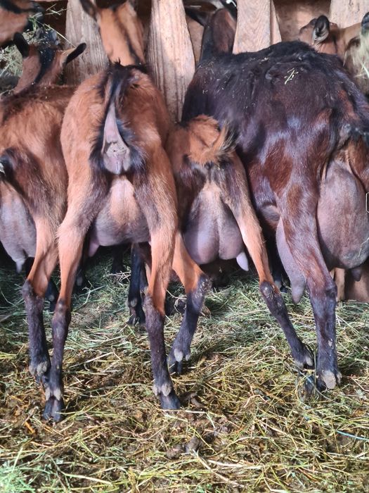 Vând capre alpin francez