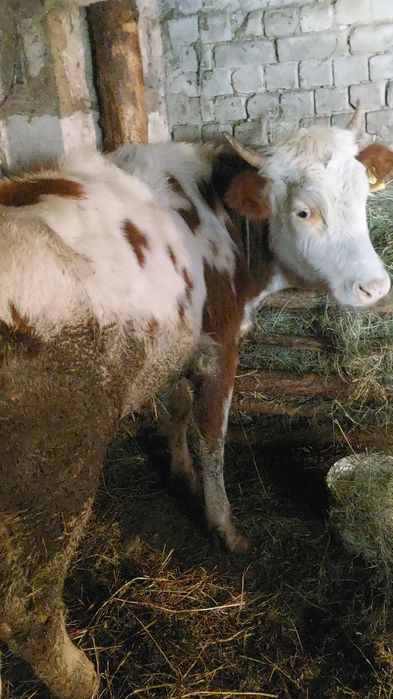 Продам тёлку 1,5-годовалую на мяса!