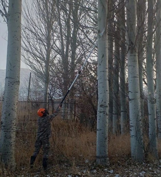 Обрезка деревьев