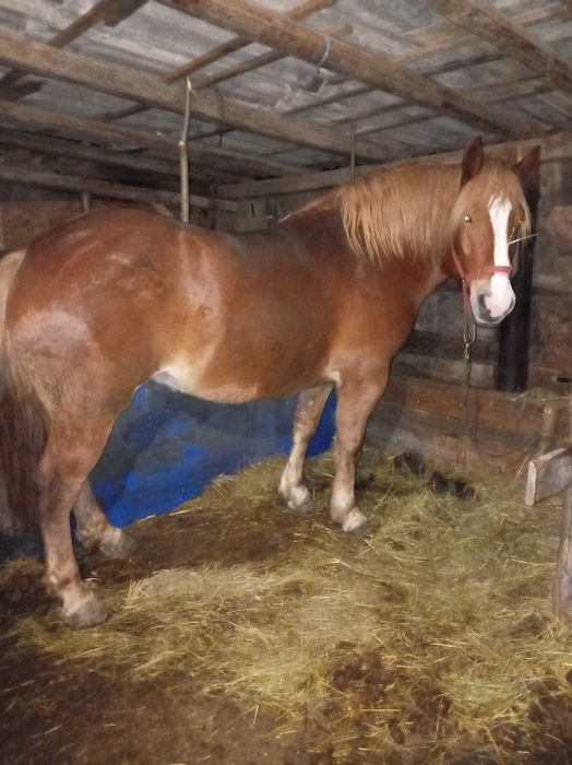 Iapă  de vânzare  de 5 ani blanda