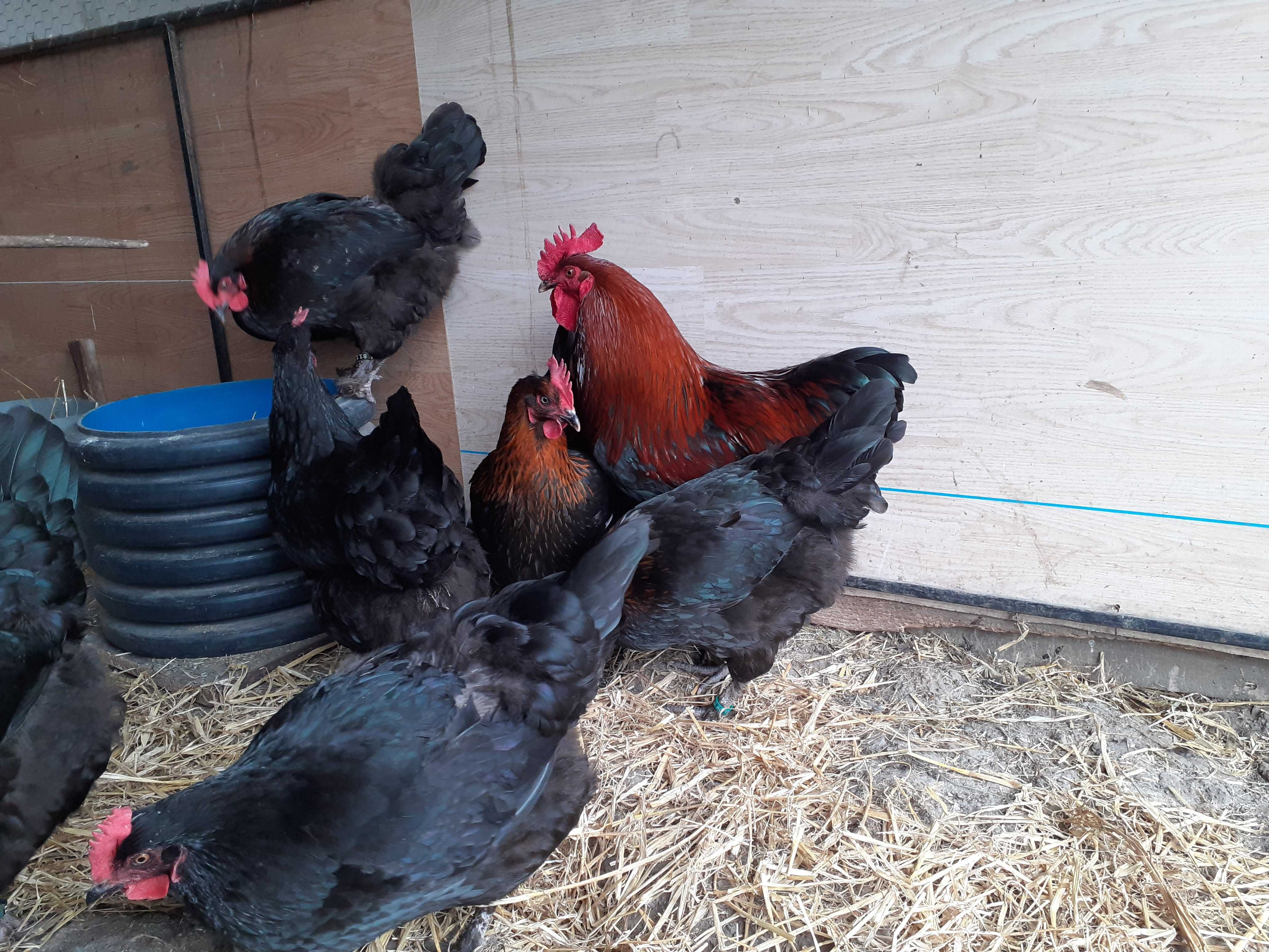 Familie Marans 2022