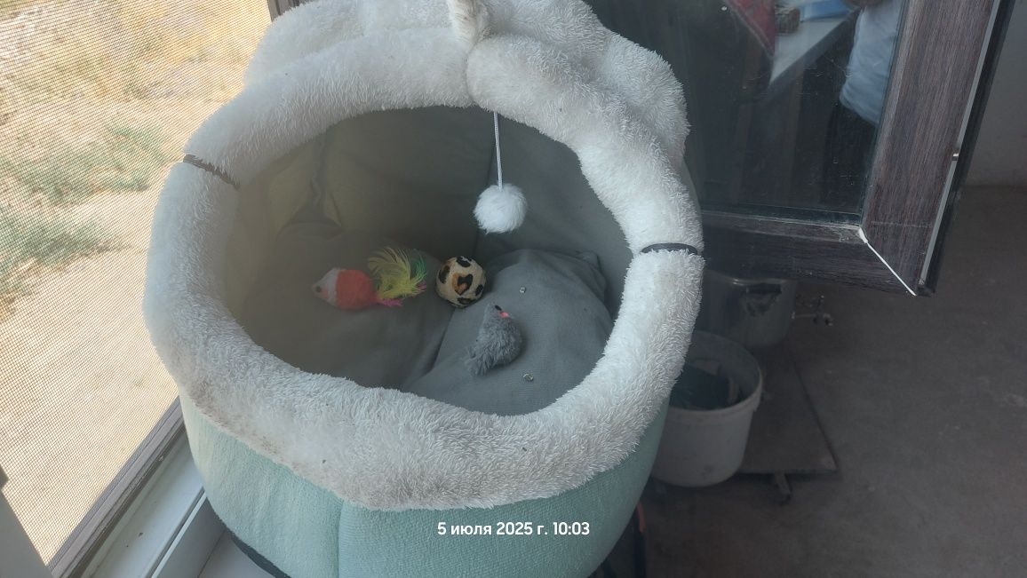 Кот дом + подарок