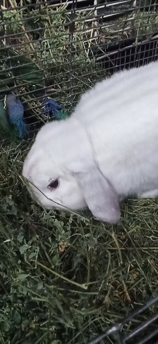 Кролик  декоративный вислоухий