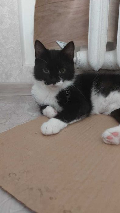 Кошка ищет дом..