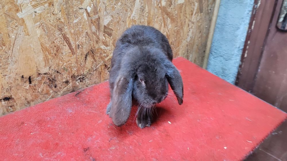 Iepuri berbec german